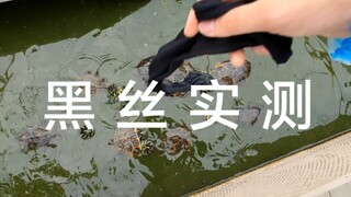 严肃的实验视频！穿丝袜乌龟就不咬脚毛？信你个鬼！还有点害羞
