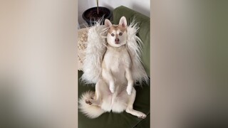 What does Copper want? fyp dogsoftiktok alaskankleekai