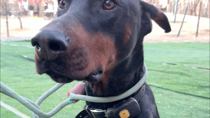 I finally got to pet a super friendly Doberman named Li Fugui—his owner’s so nice, they let me pet h