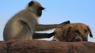 Who doesn’t have a friend? Weird combinations in the animal world~