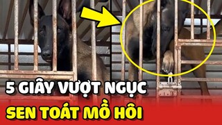 5 giây VƯỢT NGỤC của chú chó khiến Sen TOÁT MỒ HÔI 😂 | Yêu Lu