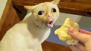 Dogs And Cats Reaction To Food - Totally Random Funny Animal Videos 2021 | Pet Squad