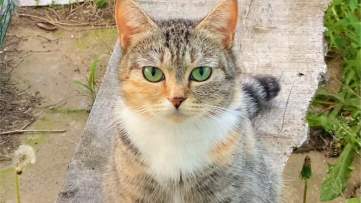 ลูกแมวจรจัดตาเขียวที่พ่อเก็บมา ขนสีผสมกันไปหมดเลยเรียกว่า “เจ้าขนปน” ดีกว่า~ มันคอยขยิบตาให้ฉันอยู่เ