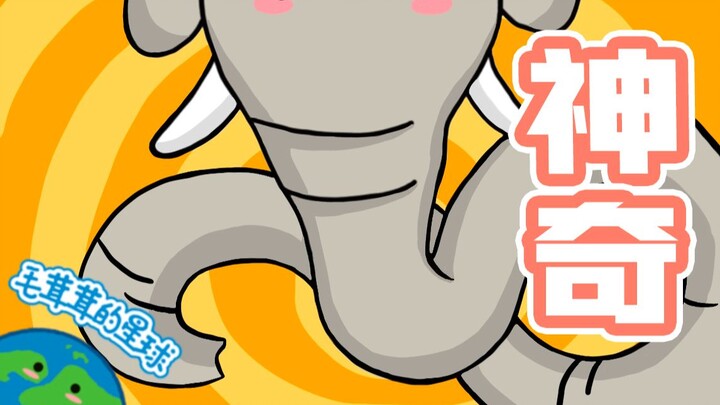 【เกร็ดน่ารู้ขนฟู】งวงช้างช่างน่าอัศจรรย์