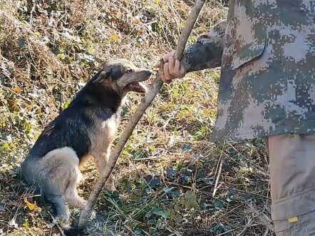 Dog, I told you not to come over—did you get pinched?