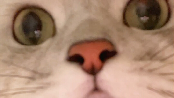 Isn’t it weird if a cat can’t meow?