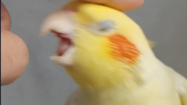 The probability of a parrot killing its owner is very low, but it’s certainly not zero.