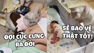 Mèo con làm việc chăm chỉ như thế nào để trở thành ”cha” của đứa bé | Pets TV