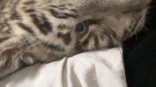 猫之大一床睡不下