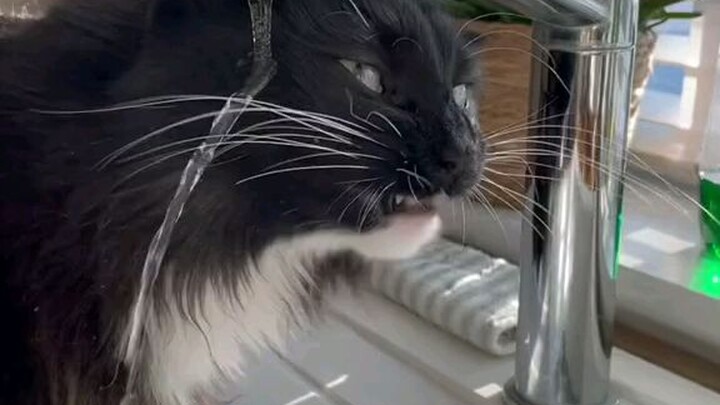 When your cat wants to take a bath and at the same time drink water