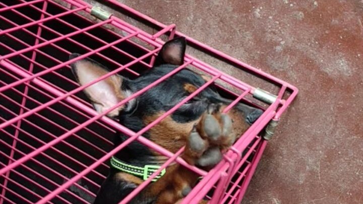 asong ma swerte 😊😊😊