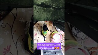 วันนี้...ขอเพลงจากสนามกับท่าเต้นเซ็กซี่...ของดาวเต้นประจำสนามกันหน่อย...อิอิ😜😍#dog #shorts