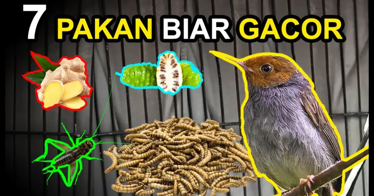 7 Makanan Burung PRENJAK Biar GACOR dan RAJIN BUNYI ! - Bstation