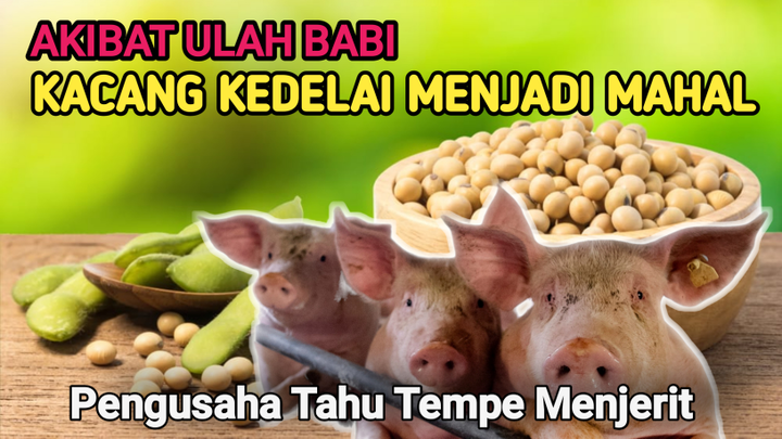 kedelai Mahal  pengusaha tempe berkurang produksi