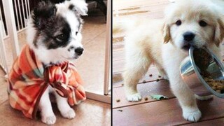 Cutest Funniest Puppies - ลูกสัตว์และลูกหมา การรวบรวมวิดีโอสัตว์เลี้ยงตลกที่น่ากลัว