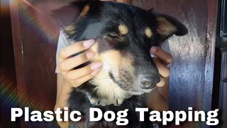ASMR | My Dog is Plastic 🐶