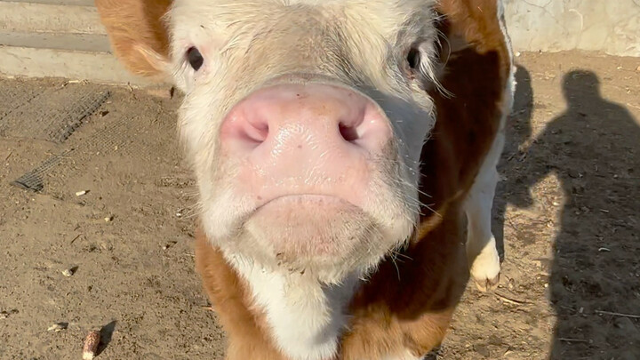 Tiểu Ngưu: Này, tớ thích cậu đấy!