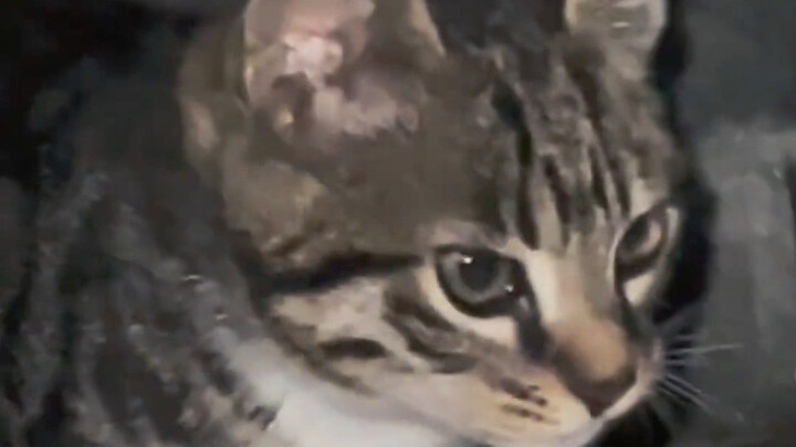 الشعور بالضغط من قطة ليهوا الصينية