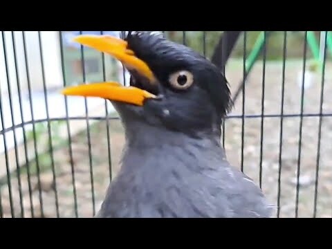 JALAK KEBO & JALAK NIAS YANG DIAM COBA PUTARKAN SUARA INI || JALAK KEBO GACOR