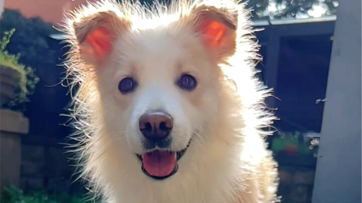 Puppy Renovation Chronicles