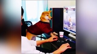 น้องหมามาเล่นคอมด้วย