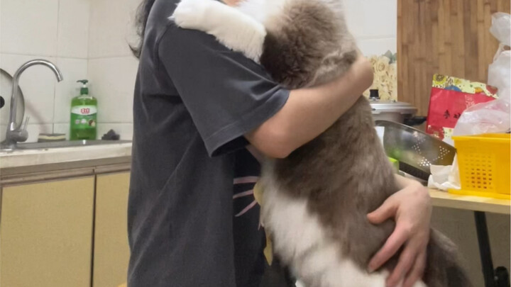 Jangan tertipu sama kucing Ragdoll yang tingginya hampir setengah manusia—sebenarnya dia masih bayi 