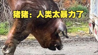 猪猪：人类太暴力了