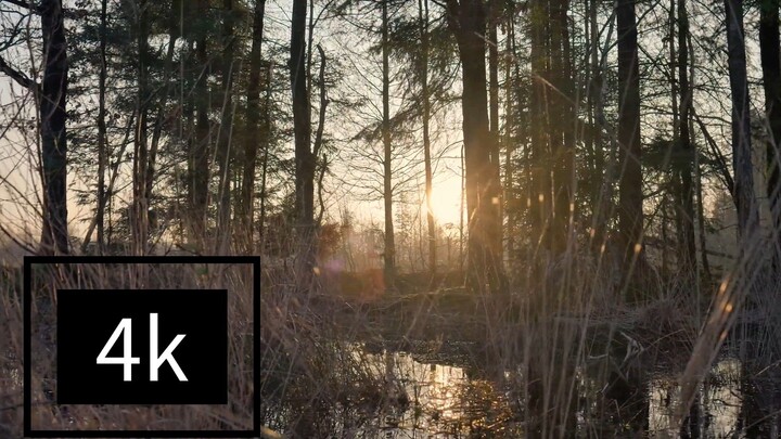 Nature Short Video 4k