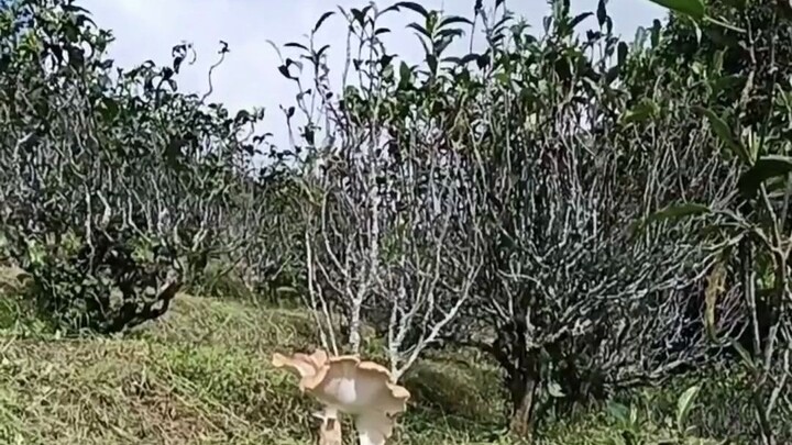Man Stumbles Upon a Gigantic Chicken Mushroom Under a Tree