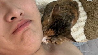 Bagaimana cara tidur kalau memelihara kucing jenis ini?