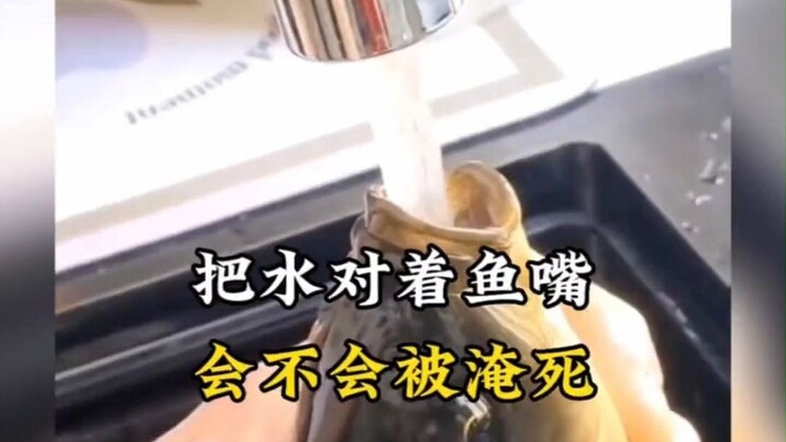 Nếu cứ mở nước vào miệng cá liên tục, liệu cá có bị chết đuối không?