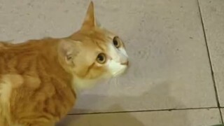Cat: Interesting! Rat: Human, what are you so arrogant about?