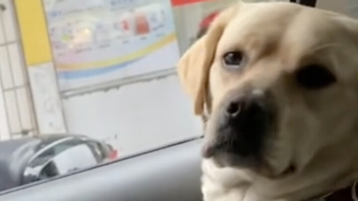 Apa lagi yang bisa dilakukan anak anjing? Tentu saja, ia pun marah sejenak—#anjing #perasaananjingte