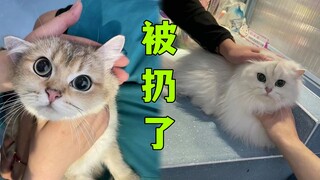 这位铲屎官请注意，你家猫被扔了！