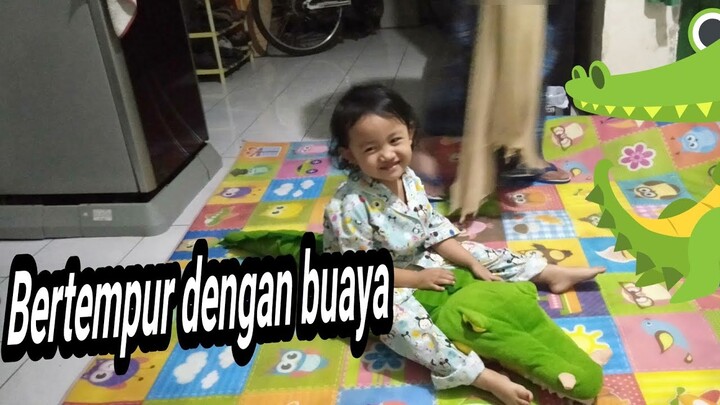Pertarungan Buaya Darat Hijau VS Nadindra
