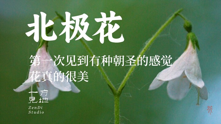 Arctic poppy—just seeing it feels like a pilgrimage. Such beautiful blooms!