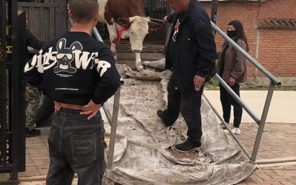 There’s definitely a cow he’s secretly crushing on in the car.