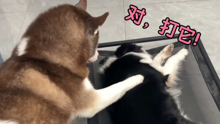 พยายามยุแยงให้พี่น้องระหว่างไซบีเรียนฮัสกี้กับเบลเยียมมาลินอยส์แตกแยก