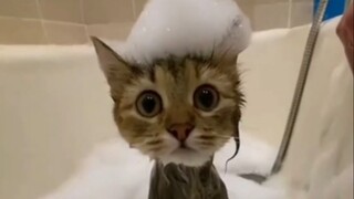 “我给我家猫看了，它说这是科幻片”