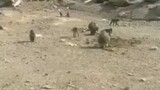 monkey area ksa
