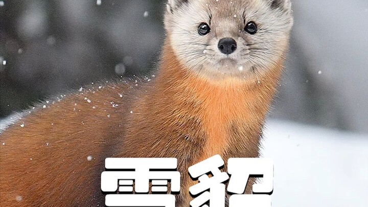 Anh chàng chỉ định mua một con thú cưng về làm bạn, nào ngờ lại tình cờ chia cắt đôi vợ chồng chồn s