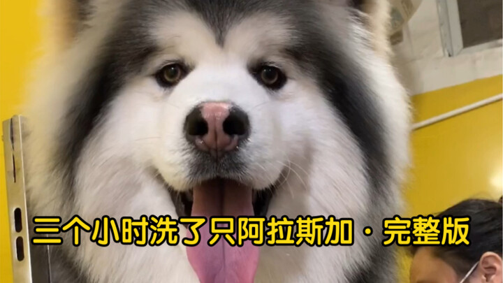 A pet store spent over three hours bathing an Alaskan less than ten months old.