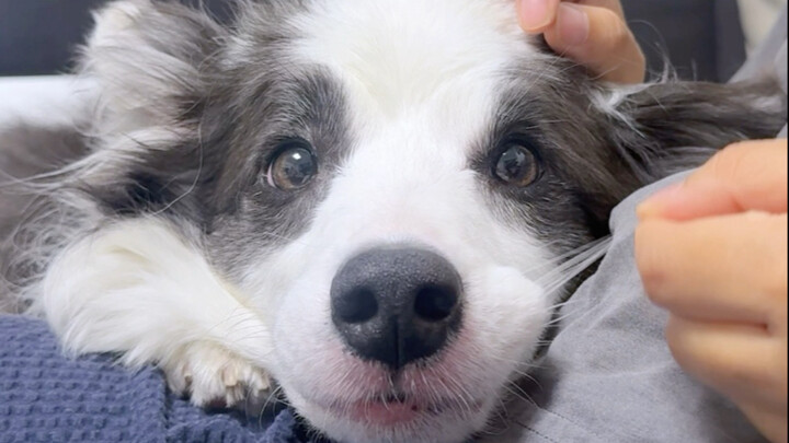 Sindrom invasi keimutan terjadi tepat waktu setiap hari