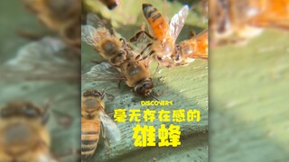 雄蜂实属毫无存在感....