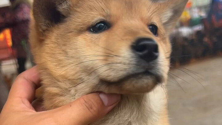 His eyes instantly became clear, and he picked a good dog.