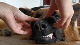 [Dogs] Fierce German Shepherd Being Rubbed