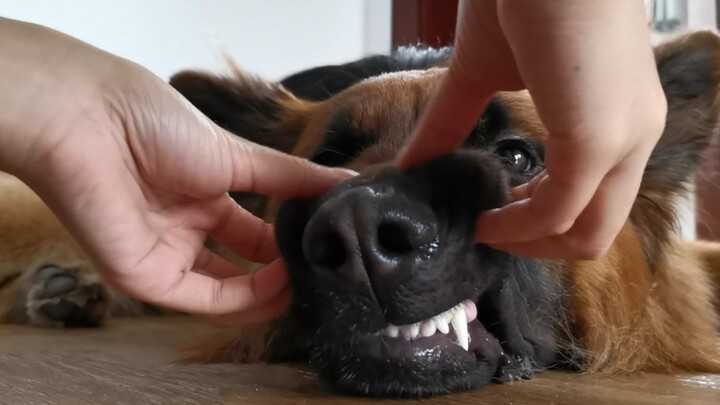 German Shepperd Yang Super Galak, Setelah Kepala Anjingnya Ditepuk...