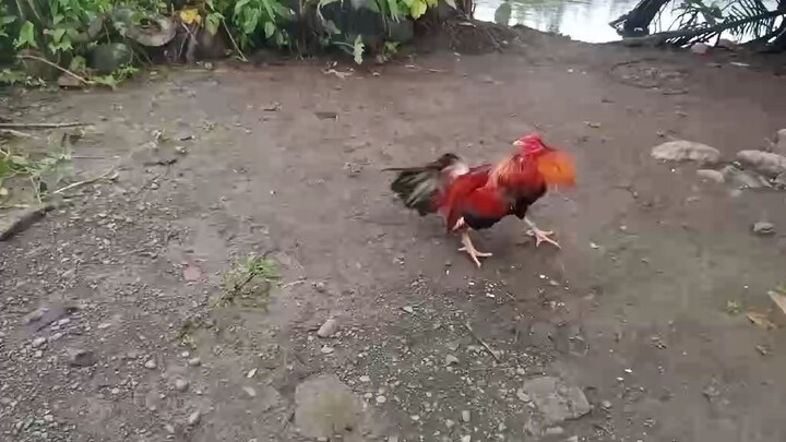 white Claret vs lemon