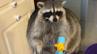 Sepertinya saat turun, aku sampai membuat lemari jadi bengkok #Rakun