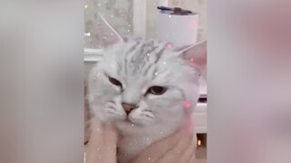 Một chú mèo triều chủ❤️❤️dongvat tiktok dethuong xuhuong